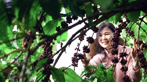 Nữ giám đốc IT đi lên từ cà phê sạch trên đất đỏ bazan