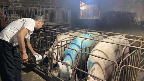 Di dời cơ sở chăn nuôi: Cần gỡ khó từ đâu?
