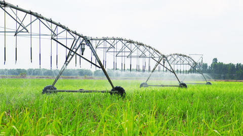 Phát triển vùng nguyên liệu mía xanh, bền vững 
