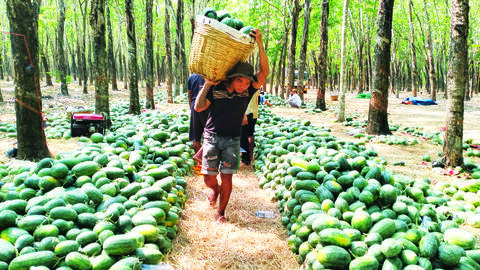 Mùa dưa “đắng” 