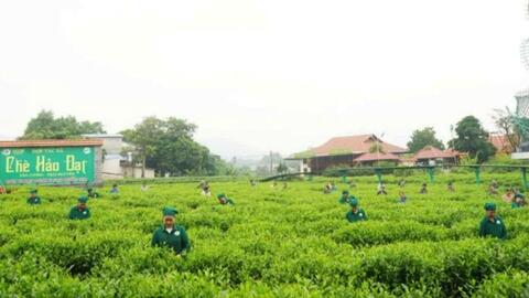 Xây dựng sản phẩm OCOP: Kinh nghiệm từ ngành chè tỉnh Thái Nguyên