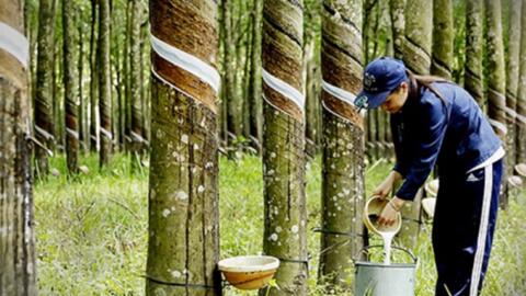 Tháng 3, xuất khẩu cao su Việt Nam tăng trưởng mạnh
