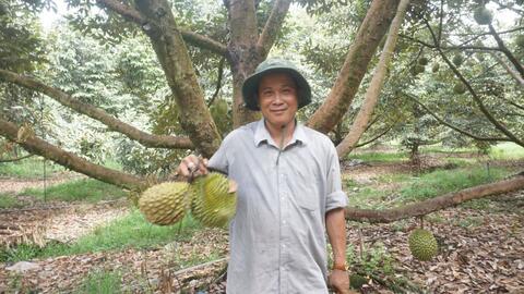 Chuyện dưới tán sầu riêng 