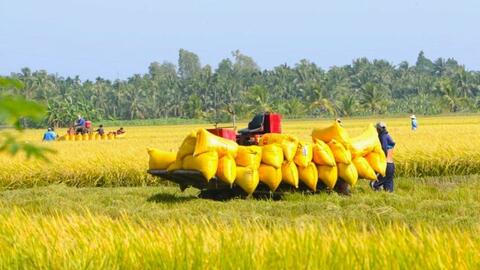 Cá nhân không trực tiếp sản xuất nông nghiệp vẫn được nhận chuyển nhượng đất trồng lúa