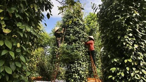 Giá hồ tiêu hôm nay (15-5): Đồng loạt bật tăng trở lại