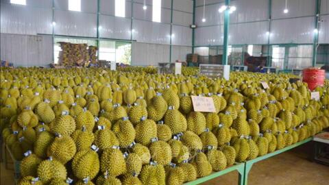 Sầu riêng... buồn chung