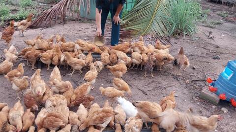 Hảo Đước: Mô hình “Tổ liên kết chăn nuôi gà” giải quyết việc làm hiệu quả cho phụ nữ 
