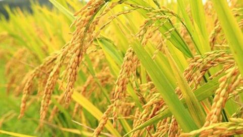 Giá lúa gạo hôm nay (5-6): Giá gạo trong nước tăng