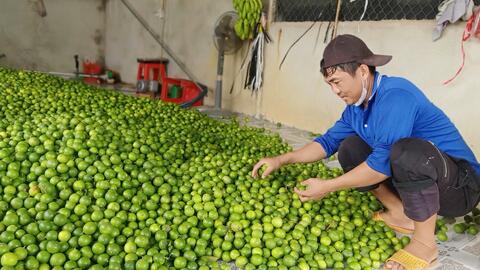 Hiệu quả kinh tế từ mô hình trồng chanh không hạt 
