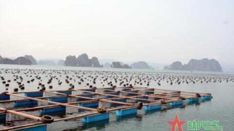 Nuôi biển - nhiều tiềm năng chưa được đánh thức