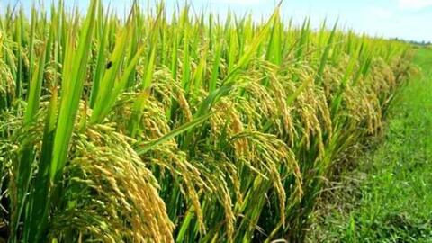 Giá lúa gạo hôm nay (27-6): Giá gạo hôm nay có xu hướng đi ngang