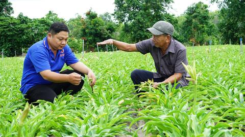 Xã Tân Phong: Người dân khá lên nhờ cây trinh nữ hoàng cung 