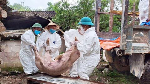 Người chăn nuôi nhận thức hạn chế, công tác chống dịch chưa quyết liệt