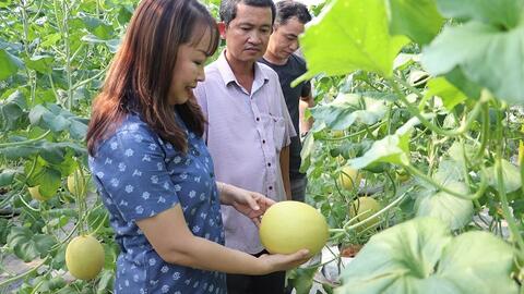 Đẩy mạnh tái cơ cấu ngành nông nghiệp tỉnh theo hướng nâng cao giá trị gia tăng và phát triển bền vững 