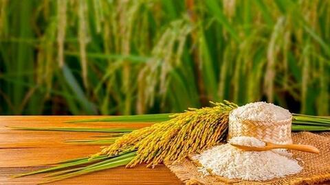 Giá lúa gạo hôm nay (9-7): Giá gạo tăng