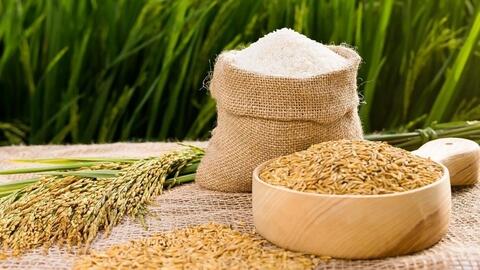 Giá lúa gạo hôm nay (11-7): Giá gạo tiếp tục giảm 100 - 150 đồng/kg