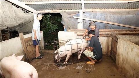 Giá lợn hơi hôm nay (19-7): Neo ở mức 67.000 đồng/kg