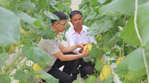 Kỹ sư Sinh học bỏ phố về vườn làm nông nghiệp công nghệ cao 