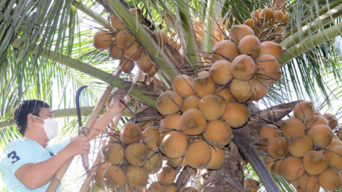 Dừa tươi Việt sắp xuất sang Trung Quốc, người Thái lo lặp lại kịch bản sầu riêng 