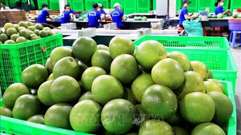 Quả bưởi tươi Việt Nam chính thức được phép xuất khẩu sang Hàn Quốc