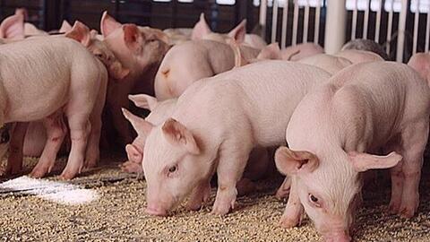 Giá lợn hơi hôm nay (5-8): Đi ngang, cao nhất 66.000 đồng/kg