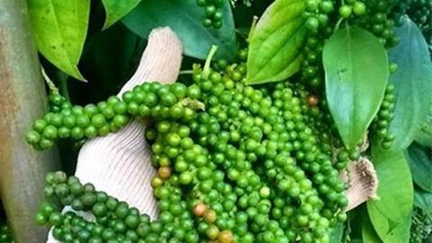 Giá hồ tiêu hôm nay (8-8): Tiếp tục giảm