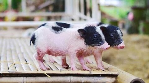 Giá lợn hơi hôm nay (16-8): Biến động trái chiều