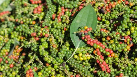 Giá hồ tiêu hôm nay (26-8): Trong khoảng 143.000 - 144.000 đồng/kg