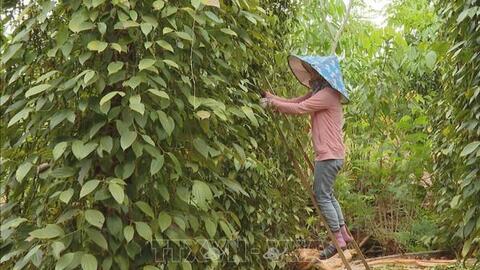 Giá hồ tiêu hôm nay (27-8): Ổn định