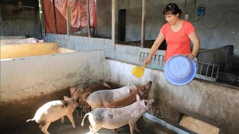 Giá lợn hơi hôm nay (27-8): Tăng nhẹ 1.000 đồng/kg tại một số địa phương
