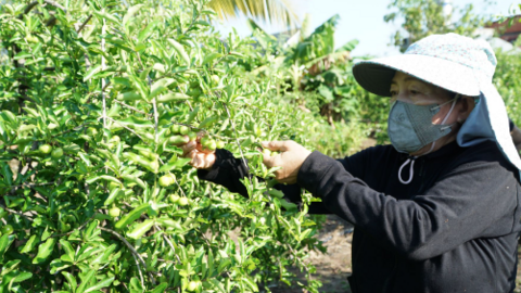 Cuộc sống ổn định nhờ vườn sơ ri 