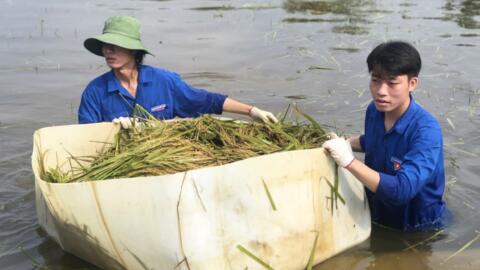 Áo xanh tình nguyện xuống đồng gặt lúa chạy lũ giúp dân