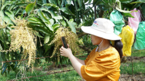 Đẩy mạnh hỗ trợ hợp tác xã do phụ nữ tham gia quản lý, tạo việc làm cho lao động nữ 