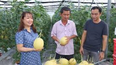 Đẩy mạnh thu hút nhà đầu tư vào sản xuất nông nghiệp công nghệ cao 