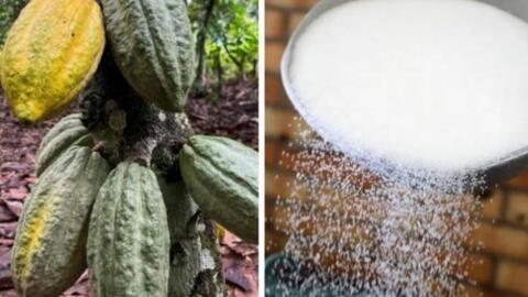 Giá đường và giá ca cao giảm mạnh