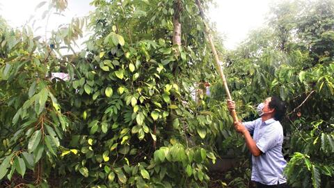 Bản tin nông sản hôm nay (11-10): Giá hồ tiêu giảm, giá cà phê tăng