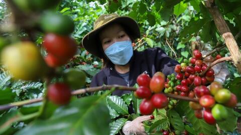 Bản tin nông sản hôm nay (5-12): Giá cà phê, hồ tiêu tiếp tục giảm