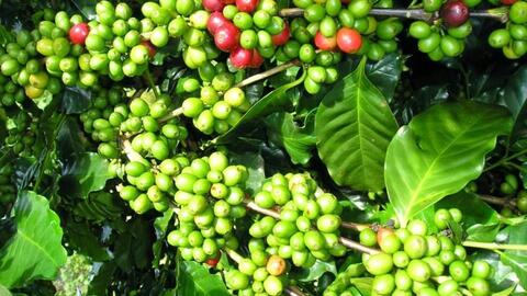 Bản tin nông sản hôm nay (17-12): Giá hồ tiêu giảm mạnh