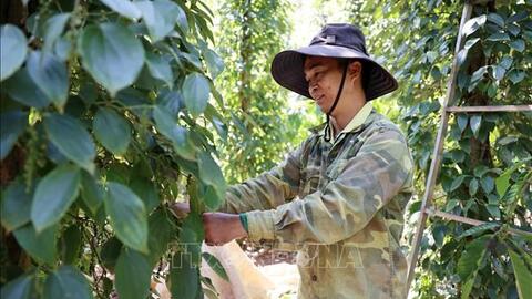 Bản tin nông sản hôm nay (27-12): Giá hồ tiêu tăng trở lại