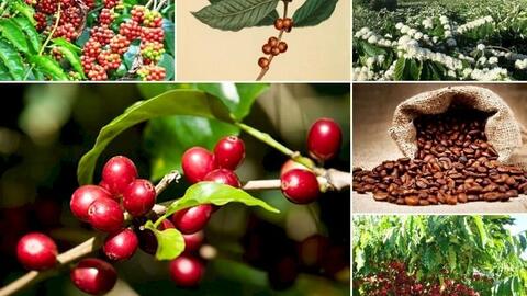 Bản tin nông sản hôm nay (17-2): Giá cà phê duy trì ở mức cao, giá hồ tiêu đi ngang
