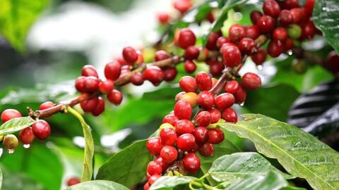 Bản tin nông sản hôm nay (20-2): Giá cà phê tăng mạnh