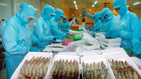 Xuất khẩu tôm của Việt Nam bứt phá mạnh mẽ