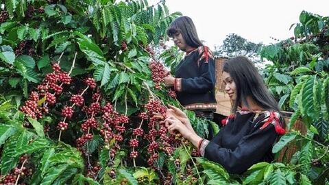 Bản tin nông sản hôm nay (28-2): Giá cà phê bật tăng, giá hồ tiêu neo cao