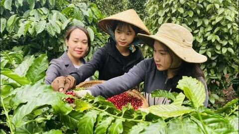 Bản tin nông sản hôm nay (5-3): Giá cà phê, hồ tiêu tăng cao