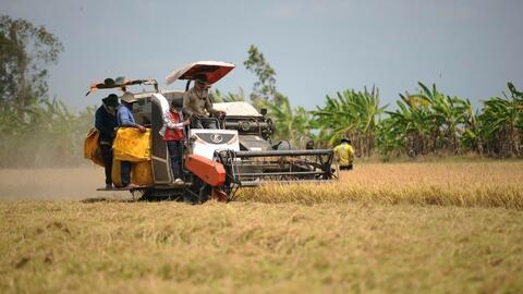 Ứng phó với biến động của thị trường lúa gạo
