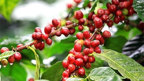 Bản tin nông sản hôm nay (4-4): Giá cà phê, hồ tiêu duy trì ổn định
