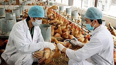 Nguy cơ dịch bệnh gia súc, gia cầm gia tăng, Thủ tướng chỉ đạo tăng cường phòng, chống