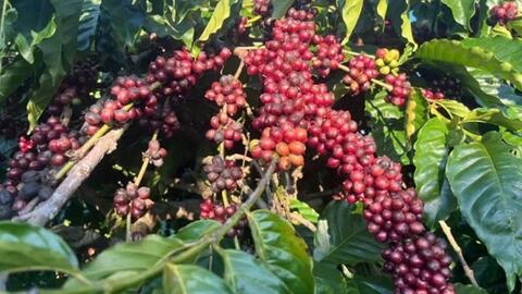 Bản tin nông sản hôm nay (15-4): Hồ tiêu, cà phê ổn định