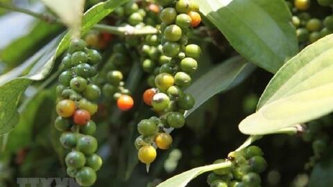 Bản tin nông sản hôm nay (18-4): Giá hồ tiêu và cà phê đồng loạt tăng nhẹ