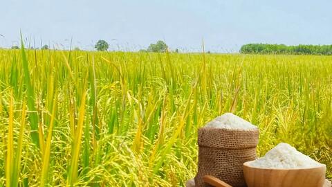Giá lúa gạo hôm nay ngày 12/5: Gạo tiếp đà tăng